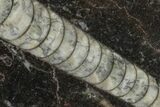 Polished Fossil Orthoceras (Cephalopod) - Morocco #138411-1